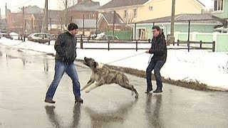 Агрессивный Алабай (Атака на людей)