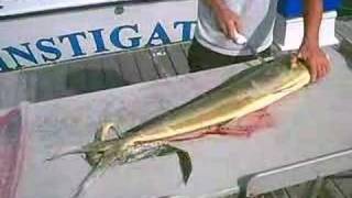 How2 filet a Mahi-Mahi