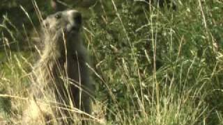 Oostenrijk De alpenmarmot - klimaatgetuige