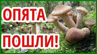 Сбор грибов. Опята! Поход в лес за опятами. Грибы в Подмосковье