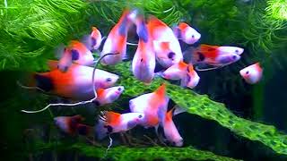 #Aquarium. Пецилии за работой.