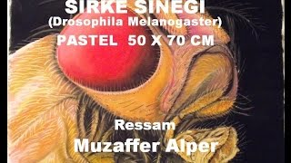 Sirke sineği / Pastel / 50 x 70 cm / Ressam: Muzaffer Alper