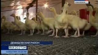 Гусиная ферма 1 (http://gusi-gusi.ru)