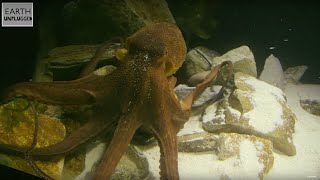 You Should Be Afraid Of The Octopus! | Zoo La La | Earth Unplugged