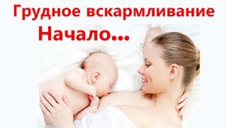 Грудное вскармливание Как начать кормить грудью ?
