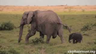 Elephant Baby-Mother love will make U cry