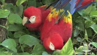 Guacamaya Roja - Scarlet Macaw