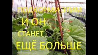 УВЕЛИЧИВАЕМ БУТОН ПЕЛАРГОНИИ И НАРАЩИВАЕМ КУСТ ОДНОВРЕМЕННО.