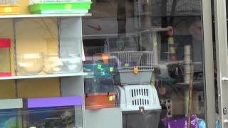 ZooPlaza ( pet shop, veterinary ) / ზოოპლაზა ( ზოო მაღაზია, ვეტერინარული ) [ 13 Vazha Pshavela ]