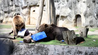 El zoológico La Aurora celebra 90 años con regalos para los animales