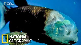 Самые странные в мире: Необычные части тела | (National Geographic)