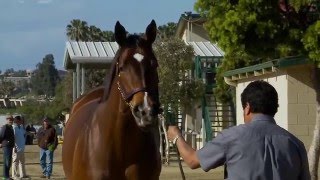 Spooky Woods Horse Racing Partnership Barretts March 2016