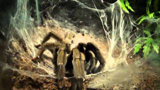 P. cambridgei first feed