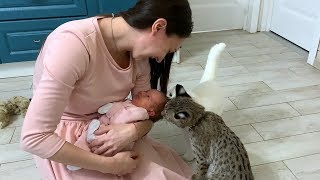 РЫСЕНОК И КОТЫ ВСТРЕЧАЮТ АЛИСУ / Бобкэт нападает на старого кота
