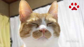 帰宅したら飛び乗ってくる猫 The cat jumps when you come home【瀬戸のまや日記】