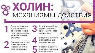 Холин | Механизмы действия