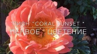Пион " Coral Sunset " / Корал Сансет / Первое Цветение