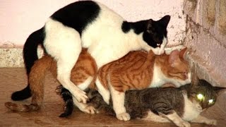 кошки совокупляются видео