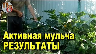 Результаты приминения АКТИВНОЙ МУЛЬЧИ.