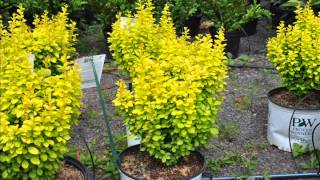 gold pillar barberry for your beautiful butterflies