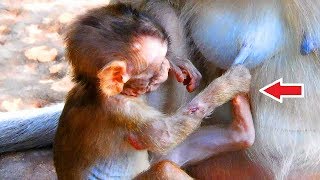 Little baby Lola used the right hand request milk, Lola pulls milk mom too long