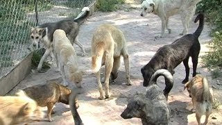 Коломийський притулок для собак «Вдячні лапи»