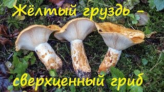 Жёлтый груздь - сверхценный гриб.