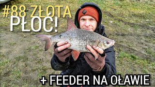 #88 ZŁOTA TŁUSTA PŁOĆ oraz feeder Oława