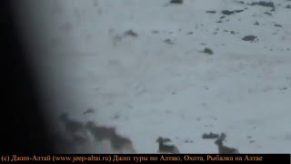 Козероги Охота Алтай