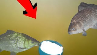 Манная БОЛТУШКА в действии! Реакция рыбы на болтушку! Подводная съемка