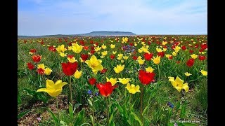 Синдром войны. Душевная песня.Воинам-интернационалистам посвящаем.