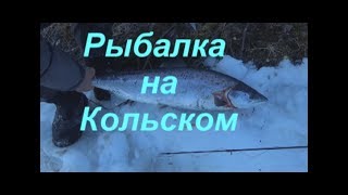 Удачное  открытие  сезона ловли семги . 2017 год .
