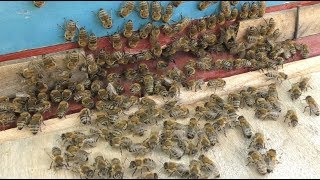 Медосбор. Полевая монастырская пасека. Никольское