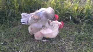 Coq Bantam de Pékin