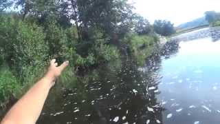 Ловля голавля на Сакмаре, тенкара