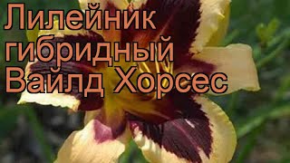 Лилейник гибридный Вайлд Хорсес (hemerocallis) ? обзор: как сажать, рассада лилейника Вайлд Хорсес