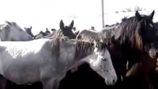 ЯРМАРКА -БАЗАР , ГДЕ МОЖНО КУПИТЬ ЛОШАДЕЙ , ЖЕРЕБЯТ ,КОРОВ ,БАРАНОВ -BAZAAR HORSE .COW.SHEEP.GOAT .