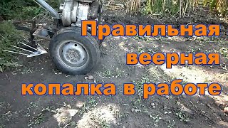 Копаем картошку мотоблоком  2019 г. Правильная веерная копалка к мотоблоку Уборка картошки