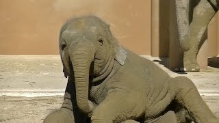 子供ゾウの砂あそび （名前はさくら １才半の女の子） / 東山動物園