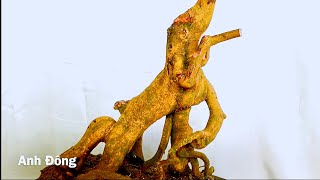 Chuyển dáng đựơc cây mai hình thú