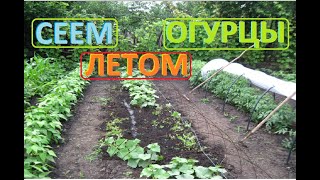 ОГУРЦЫ летний посев поздних сортов для засолки