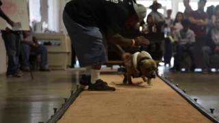 Pitbull Weight Pulling: Presented by Bully Max Dog Supplements