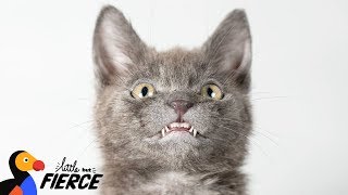 Kitten Has The World's Most Adorable Smile - WOLFIE | The Dodo Little But Fierce