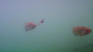 餌釣りでブラックバス【水中映像】 --- largemouth bass and earthworm ---