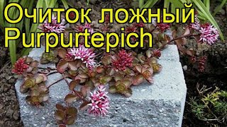 Очиток ложный Пурпуртепич. Краткий обзор, описание характеристик sedum spurium Purpurtepich