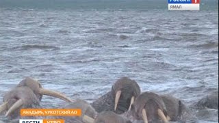 Моржи на побережье Анадыря