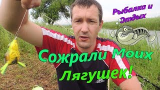 Рыбалка на Змейголова! Ловля Змейголова на Лягушку!
