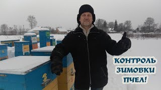 Пчелы зимой. Контроль зимовки пчел.
