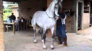 Caballo molinero a riendas entrenamiento raza española medellin colombia