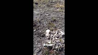 Хозяин убил собаку. Ужасная находка на берегу... Boss killed dog